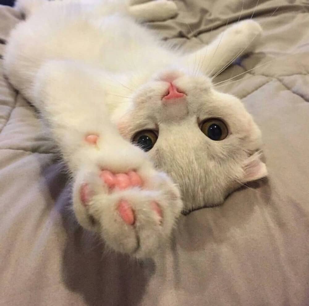 狗狗抽搐乱走:揭开背后的真相