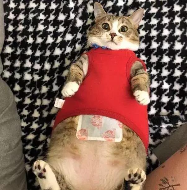 猫脱耳毛是什么原因?揭秘猫咪耳朵的秘密