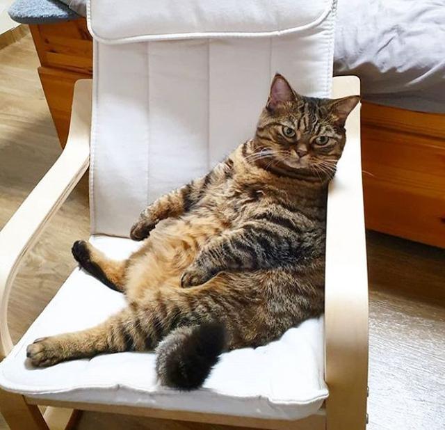 带宠回家:狗狗整毛那些事儿